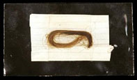 Sylacauga - RARE Lock of Ann Hodge's Hair, Struck by a Meteorite