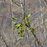 Platan klonolistny, bohaterowie kadru