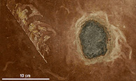 Fossil Meteorites