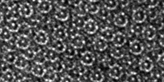 Kwazikryształ (quasikrystal) - Al71Ni24Fe5 - meteoryt Khatyrka