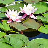 Ogród Botaniczny w Łodzi, lilie wodne, nenufary
