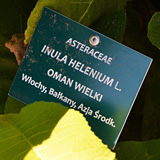 Ogród Botaniczny w Łodzi, Oman wielki (Inula helenium) gatunek należący do rodziny astrowatych