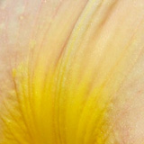 Liliowce, Ogrd Botaniczny w Powsinie