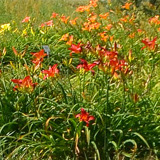Liliowce, Ogrd Botaniczny w Powsinie