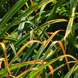 Liliowce, Ogród Botaniczny w Powsinie