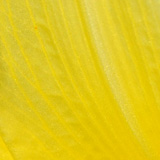 Liliowce, Ogrd Botaniczny w Powsinie