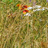 Ogrd Botaniczny  Centrum Zachowania Rnorodnoci Biologicznej PAN w Warszawie, Powsin