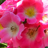 Róże, Ogród Botaniczny w Powsinie