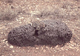 Mundrabilla - Nullarbor Plain, Western Australia