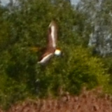 Galeria ~7 pixels; Biebrzaski Park Narodowy; Rycyki (Limosa limosa)