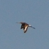 Galeria ~7 pixels; Biebrzaski Park Narodowy; Rycyki (Limosa limosa)