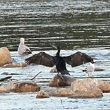 Galeria ~7 pixels; Warszawa, Wisa; kormoran czarny (Phalacrocorax carbo)