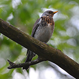 Galeria ~7 pixels; Warszawa, Wisa; kwiczo (Turdus pilaris)