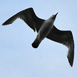 Galeria ~7 pixels; Warszawa, Wisa; mewa siwa (Larus canus)