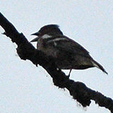 Galeria ~7 pixels; Warszawa, Wisa; ziba (Fringilla coelebs)