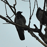 Galeria ~7 pixels; Warszawa, Wisa; wrona siwa (Corvus corone)