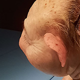 Toru; Wystawa Patricia Piccinini