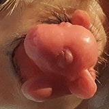 Toru; Wystawa Patricia Piccinini