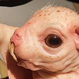 Toru; Wystawa Patricia Piccinini