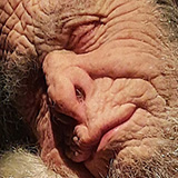 Toru; Wystawa Patricia Piccinini