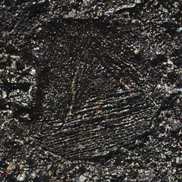 Chondra belkowa oliwinowa na powierchni skorupy obtopieniowej meteorytu Tamdakht (fusion crust)