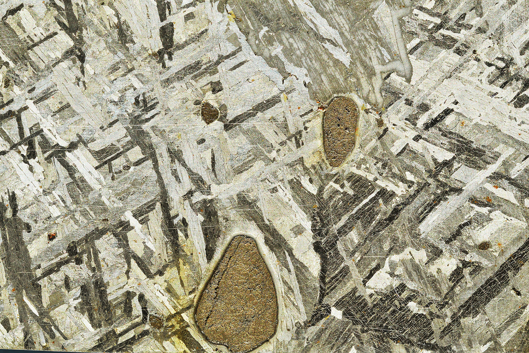 Troilite nodules in the Mont Dieu meteorite (IIE, Of). © Woreczko
