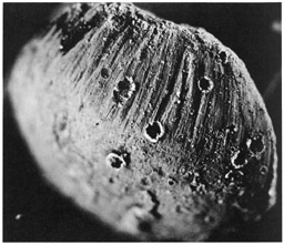 © NASA - lunar sample 10085 - Mini-Moon (Apollo 11)