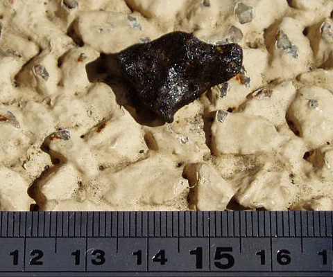 Camel Donga (EUC mmict)