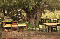 Grecja - przyroda, 1000-letnie drzewo oliwne