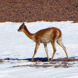 Llano de Chajnantor, Chile (wyprawa na cakowite zamienie Soca, Chile 2019)