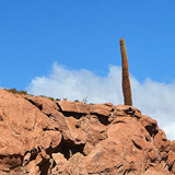 Kaktusy, lamy Wikunia, Gejzery  El Tatio, Chile (wyprawa na cakowite zamienie Soca, Chile 2019)