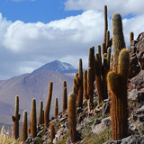 Kaktusy, lamy Wikunia, Gejzery  El Tatio, Chile (wyprawa na cakowite zamienie Soca, Chile 2019)