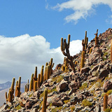 Kaktusy, lamy Wikunia, Gejzery  El Tatio, Chile (wyprawa na cakowite zamienie Soca, Chile 2019)