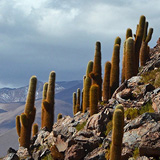 Kaktusy, lamy Wikunia, Gejzery  El Tatio, Chile (wyprawa na cakowite zamienie Soca, Chile 2019)