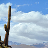 Kaktusy, lamy Wikunia, Gejzery  El Tatio, Chile (wyprawa na cakowite zamienie Soca, Chile 2019)