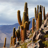 Kaktusy, lamy Wikunia, Gejzery  El Tatio, Chile (wyprawa na cakowite zamienie Soca, Chile 2019)