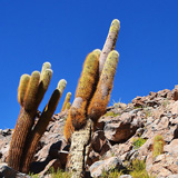 Kaktusy, lamy Wikunia, Gejzery  El Tatio, Chile (wyprawa na całkowite zaćmienie Słońca, Chile 2019)