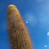 Kaktusy, lamy Wikunia, Gejzery  El Tatio, Chile (wyprawa na całkowite zaćmienie Słońca, Chile 2019)