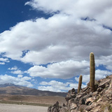 Kaktusy, lamy Wikunia, Gejzery  El Tatio, Chile (wyprawa na cakowite zamienie Soca, Chile 2019)