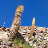 Kaktusy, lamy Wikunia, Gejzery  El Tatio, Chile (wyprawa na cakowite zamienie Soca, Chile 2019)