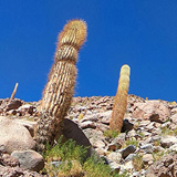 Kaktusy, lamy Wikunia, Gejzery  El Tatio, Chile (wyprawa na cakowite zamienie Soca, Chile 2019)