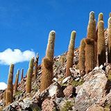 Kaktusy, lamy Wikunia, Gejzery  El Tatio, Chile (wyprawa na cakowite zamienie Soca, Chile 2019)