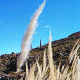 Kaktusy, lamy Wikunia, Gejzery  El Tatio, Chile (wyprawa na cakowite zamienie Soca, Chile 2019)