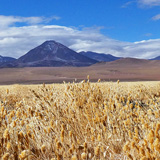 Kaktusy, lamy Wikunia,  Gejzery El Tatio, Chile (wyprawa na cakowite zamienie Soca, Chile 2019)