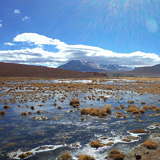 Kaktusy, lamy Wikunia,  Gejzery El Tatio, Chile (wyprawa na cakowite zamienie Soca, Chile 2019)