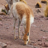 Kaktusy, lamy Wikunia, Gejzery  El Tatio, Chile (wyprawa na cakowite zamienie Soca, Chile 2019)