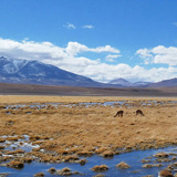 Kaktusy, lamy Wikunia, Gejzery  El Tatio, Chile (wyprawa na cakowite zamienie Soca, Chile 2019)