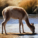 Kaktusy, lamy Wikunia, Gejzery  El Tatio, Chile (wyprawa na cakowite zamienie Soca, Chile 2019)