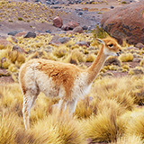 Kaktusy, lamy Wikunia, Gejzery  El Tatio, Chile (wyprawa na cakowite zamienie Soca, Chile 2019)