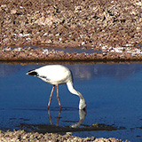 San Pedro de Atacama, Salar (wyprawa na cakowite zamienie Soca, Chile 2019)